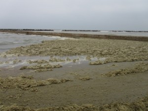 Schiuma a Falconara